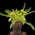 Euphorbia bupleurifolia - 3 Seed Pack - Rare Endemic Indigenous Succulent - Combined Shipping, NEW