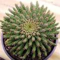 Euphorbia caput-medusae Seeds - Rare Endemic Indigenous Succulent - Combined Shipping, NEW