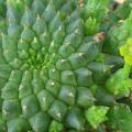Euphorbia caput-medusae Seeds - Rare Endemic Indigenous Succulent - Combined Shipping, NEW