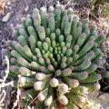 Euphorbia caput-medusae - 5 Seed Pack - Rare Endemic Indigenous Succulent - Combined Shipping, NEW