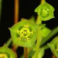 Euphorbia clava Seeds - Rare Endemic Indigenous Succulent - Combined Shipping, NEW