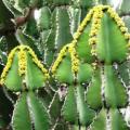 Euphorbia cooperi - 5 Seed Pack - Bushveld Candelabra Tree Indigenous Succulent