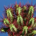 Euphorbia enopla Seeds - Pincushion Euphorbia - Indigenous Endemic Succulent - NEW