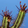 Euphorbia enopla Seeds - Pincushion Euphorbia - Indigenous Endemic Succulent - NEW