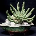 Euphorbia esculenta Seeds - True Vingerpol - Indigenous Endemic Succulent - NEW