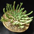 Euphorbia esculenta Seeds - True Vingerpol - Indigenous Endemic Succulent - NEW