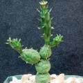 Euphorbia globosa Seeds - Indigenous Drought Tolerant Succulent