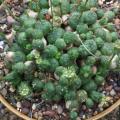 Euphorbia globosa Seeds - Indigenous Drought Tolerant Succulent