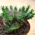 Euphorbia gorgonis Seeds - Indigenous Endemic Drought Tolerant Succulent - NEW