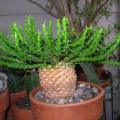 Euphorbia gorgonis - 3 Seed Pack - Indigenous Endemic Drought Tolerant Succulent - sjemenke
