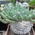 Euphorbia gorgonis Seeds - Indigenous Endemic Drought Tolerant Succulent - NEW