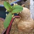 VERY RARE NATURAL BONSAI SEEDS Euphorbia primulifolia
