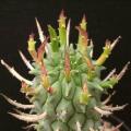Euphorbia schoenlandii - 3 Seed Pack - Indigenous South African Succulent