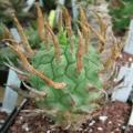 Euphorbia schoenlandii - 3 Seed Pack - Indigenous South African Succulent