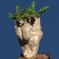 Euphorbia squarrosa Seeds - Rare South African Endemic Succulent - semillas grains zaden sjemenke