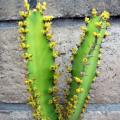 Euphorbia triangularis Seeds - Indigenous Drought Tolerant Succulent - NEW