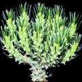 Euphorbia tuberculata Seeds - Indigenous Endemic Drought Tolerant Succulent - benih semi posiew