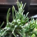 Euphorbia tuberculata Seeds - Indigenous Endemic Drought Tolerant Succulent - benih semi posiew