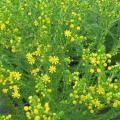 10 Euryops virgineus Seeds ~ Honey Euryops - Indigenous Evergreen Shrub