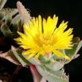 Tiger's Jaw Succulent - Faucaria britteniae - 10 Seed Pack - Indigenous Succulent Mesemb - NEW