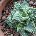 Faucaria tuberculosa Tiger Jaws- 10+ Seed Pack - Indigeous South African Endemic Mesemb Succulent
