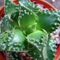 Faucaria tuberculosa Tiger Jaws- 10+ Seed Pack - Indigeous South African Endemic Mesemb Succulent