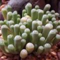 10 Fenestraria rhopalophylla ssp. aurantiaca Seeds - Indigenous Succulents