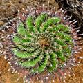 Ferocactus herrerae Seeds - Exotic Succulent Cactus -Combined Shipping NEW