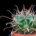 Ferocactus herrerae Seeds - Exotic Succulent Cactus -Combined Shipping NEW