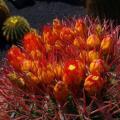 Ferocactus stainessii Seeds - Exotic Succulent Cactus -Combined Shipping NEW