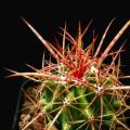 Ferocactus stainessii Seeds - Exotic Succulent Cactus -Combined Shipping NEW