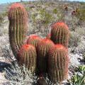 Ferocactus stainessii var. pilosus - 10 Seed Pack - Exotic Succulent Cactus - NEW