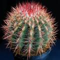 Ferocactus stainessii var. pilosus - 10 Seed Pack - Exotic Succulent Cactus - NEW
