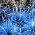 Festuca glauca - Blue Mondo Grass Seeds - Ornamental Drought Tolerant Evergreen Grass - New