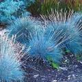 Festuca glauca - Blue Mondo Grass - 10 Seed Pack - Ornamental Drought Tolerant Evergreen Grass - New