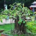 Ficus benghalensis, Indian Banyan Fig Tree Bonsai, 10 Seed Pack - Combined Worldwide Shipping