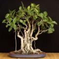 Ficus benghalensis, Indian Banyan Fig Tree Bonsai, 10 Seed Pack - Combined Worldwide Shipping