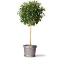 Ficus benjamina - Weeping Fig - 10 Seed Pack - Exotic Evergreen Tree - Combined Shipping