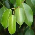 Ficus benjamina - Weeping Fig - 10 Seed Pack - Exotic Evergreen Tree - Combined Shipping