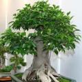 Ficus benjamina - Weeping Fig Tree - 10 Seed Pack - Exotic Bonsai + Growing Bonsai eBook