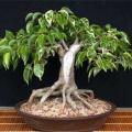 Ficus benjamina - Weeping Fig Tree - 10 Seed Pack - Exotic Bonsai - NEW
