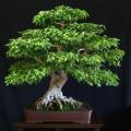 Ficus benjamina - Weeping Fig Tree Seeds - Exotic Bonsai + Growing Bonsai eBook - Combined Ship