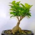 Ficus cordata, Namaqua Fig Bonsai - 5 Seed Pack - Indigenous Evergreen - NEW