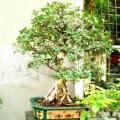 Ficus glumosa - African Rock-fig - 10+ Seed Pack - Indigenous Bonsai - Combined Global Shipping