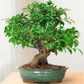 Ficus sycomorus, Ficus sycamorus, Sycamore Fig Bonsai, 10 Seed Pack, Indigenous Edible Fruit - NEW