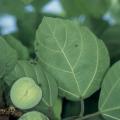 Ficus vallis-choudae - False Cape Fig Seeds - Exotic Evergreen Fruit Tree - NEW