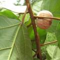 Ficus vallis-choudae - False Cape Fig Seeds - Exotic Evergreen Fruit Tree - NEW