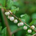 5 Flueggea virosa, White berry-bush Seeds - Indigenous Edible Fruit Tree