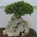 Ficus burtt-davyi - Scrambling Veld Fig - 10 Seed Pack - Indigenous Bonsai - NEW