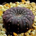 Frailea castanea Seeds - Rare Exotic Cactus Succulent - Combined Global Shipping NEW